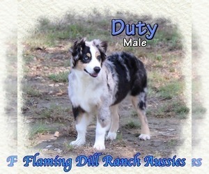 Miniature Australian Shepherd Puppy for sale in FORESTBURG, TX, USA