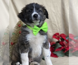 Border Collie-Golden Retriever Mix Puppy for sale in LANCASTER, PA, USA