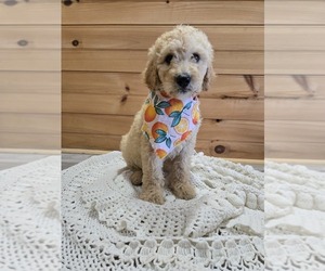 Labradoodle Puppy for sale in WILLIAMSTOWN, KY, USA