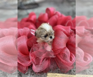 Shih Tzu Puppy for sale in PAMPLIN, VA, USA