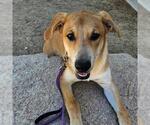 Small #1 Labrador Retriever Mix
