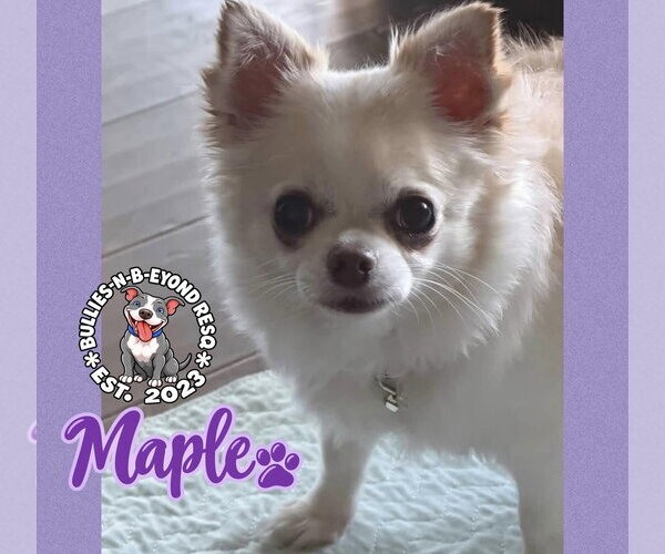 Medium Photo #1 Chihuahua Puppy For Sale in Omaha, NE, USA