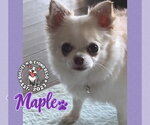 Maple - Female Chihuahua Dog for Adoption - Small photo