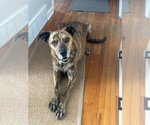 Small #3 Mutt
