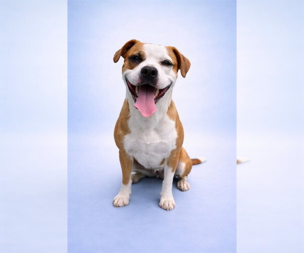 Medium Photo #1 Mutt Puppy For Sale in Westminster, MD, USA