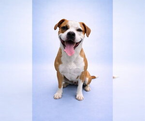 Mutt Dogs for adoption in Westminster, MD, USA