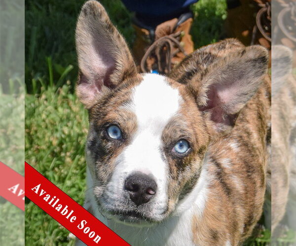 Medium Photo #1 Australian Shepherd-Basenji Mix Puppy For Sale in Huntley, IL, USA