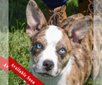 Small Australian Shepherd-Basenji Mix