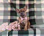 Small Photo #7 French Bulldog Puppy For Sale in QUARRYVILLE, PA, USA