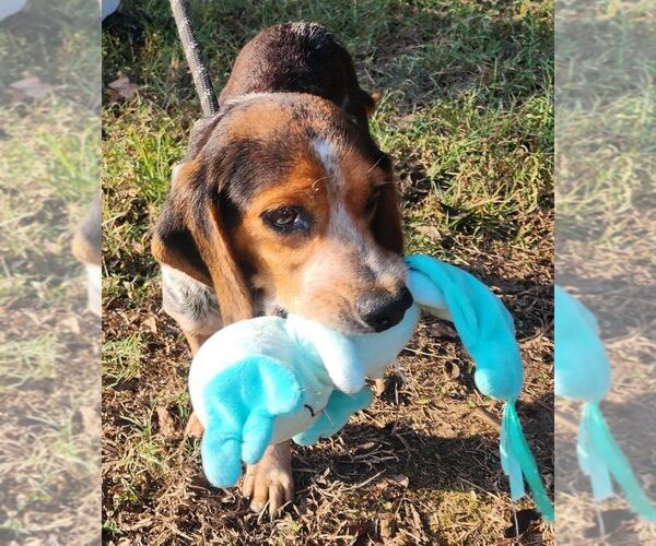 Medium Photo #2 Beagle Puppy For Sale in Atlanta, GA, USA