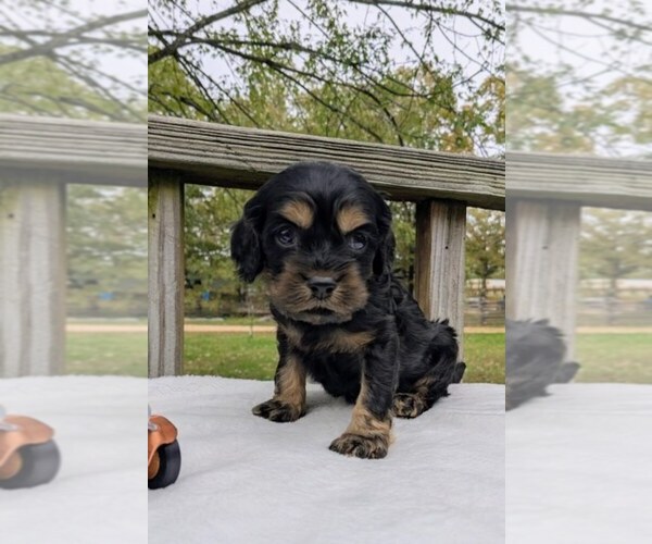 Medium Photo #6 Cock-A-Poo Puppy For Sale in SALEM, MO, USA