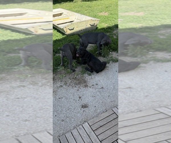 Medium Photo #4 Cane Corso Puppy For Sale in STUART, IA, USA