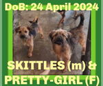 Small #1 Mutt