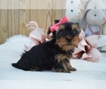 Small Photo #2 Australian Yorkshire Terrier Puppy For Sale in HONEY BROOK, PA, USA