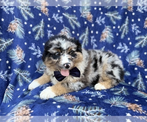 Medium Photo #9 Miniature Australian Shepherd Puppy For Sale in LAKELAND, FL, USA