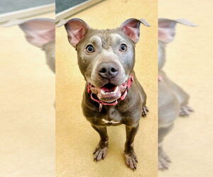 American Pit Bull Terrier-Unknown Mix Dogs for adoption in Derwood, MD, USA