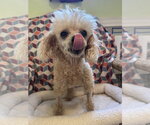 Small #3 Poodle (Miniature)
