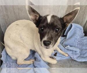 Mutt Dogs for adoption in San Antonio, TX, USA