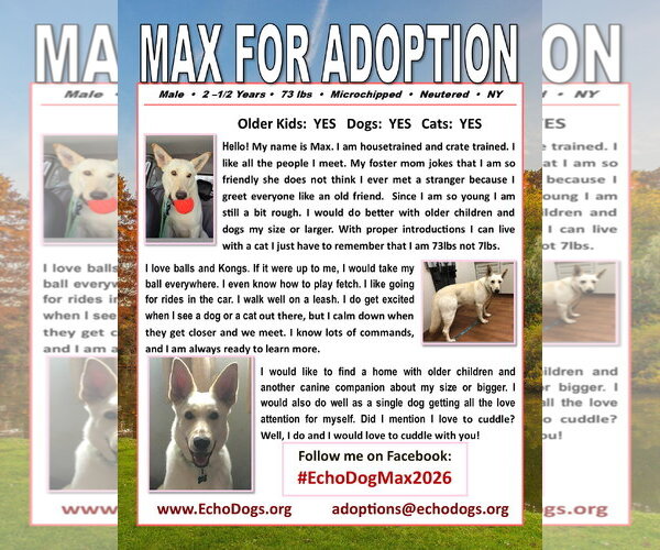 Medium Photo #2 - Mix Puppy For Sale in Hoffman Estates, IL, USA