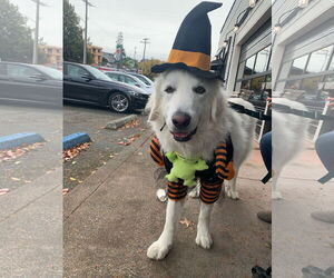Howie - Male Great Pyrenees Dog for Adoption - Photo #21