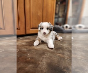 Miniature Australian Shepherd Puppy for sale in FAYETTEVILLE, AR, USA