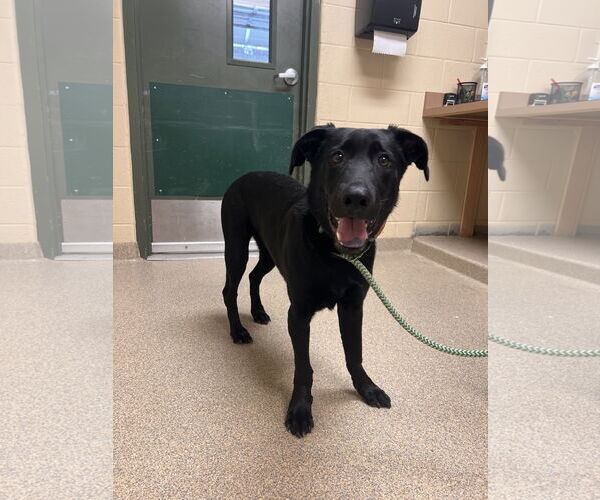 Medium Photo #5 Labrador Retriever Puppy For Sale in Virginia Beach, VA, USA