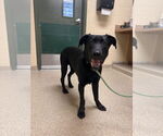 Small #4 Labrador Retriever
