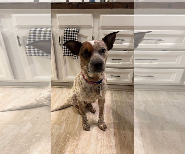 Medium Photo #1 Mutt Puppy For Sale in Garden City, NY, USA