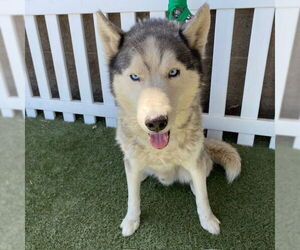 Siberian Husky Dogs for adoption in Modesto, CA, USA