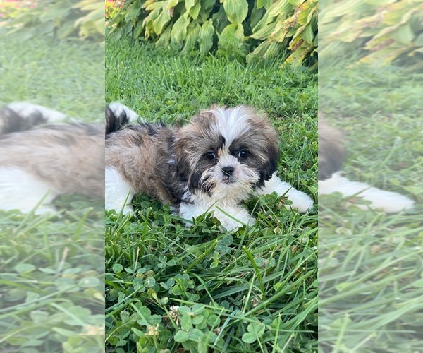 Medium Photo #4 Shih Tzu Puppy For Sale in CANOGA, NY, USA