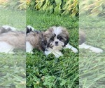 Small #3 Shih Tzu