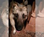Small #6 German Shepherd Dog-Norwegian Elkhound Mix
