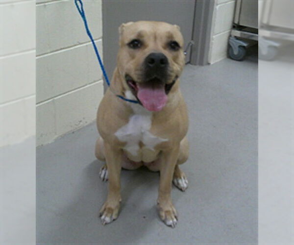 Medium Photo #1 Mutt Puppy For Sale in Sanford, FL, USA