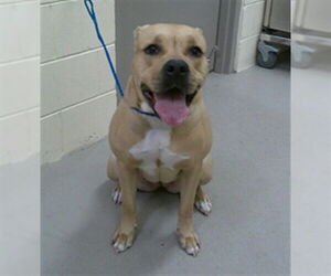 Mutt Dogs for adoption in Sanford, FL, USA