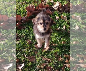 Morkie Puppy for sale in CADDO, OK, USA