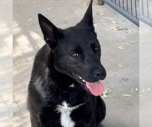 Mutt Dogs for adoption in Yardley, PA, USA