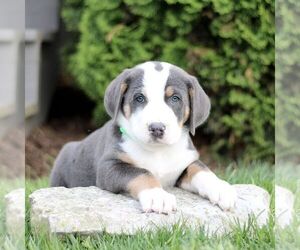 Greater Swiss Mountain Dog Puppy for Sale in RONKS, Pennsylvania USA