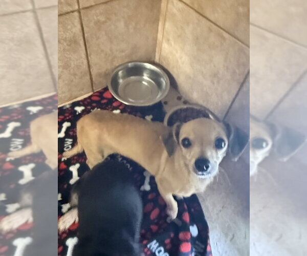 Medium Photo #3 Dachshund-Unknown Mix Puppy For Sale in Osgood, IN, USA
