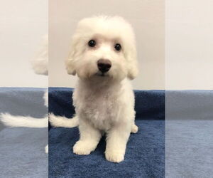 Bichon Frise Dogs for adoption in Lincolnwood, IL, USA