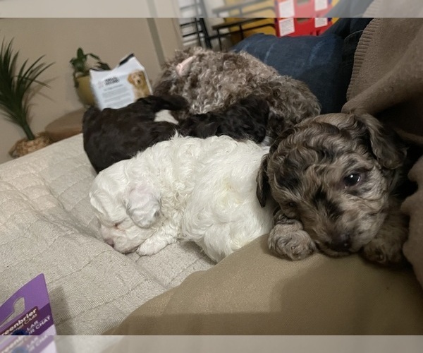 Medium Photo #46 Poodle (Toy) Puppy For Sale in MURRIETA, CA, USA