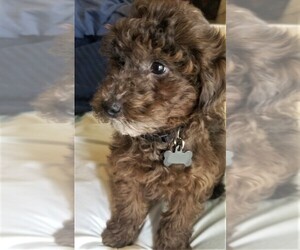 YorkiePoo-YorkiePoo Mix Puppy for sale in DAMASCUS, OR, USA