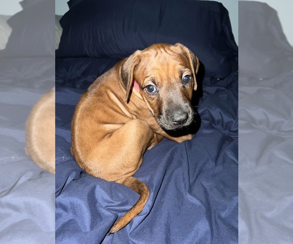 Medium Photo #7 Rhodesian Ridgeback Puppy For Sale in MURFREESBORO, TN, USA