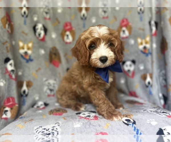 Medium Photo #4 Cavapoo Puppy For Sale in LAKELAND, FL, USA