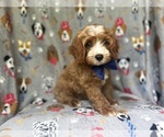 Small #3 Cavapoo