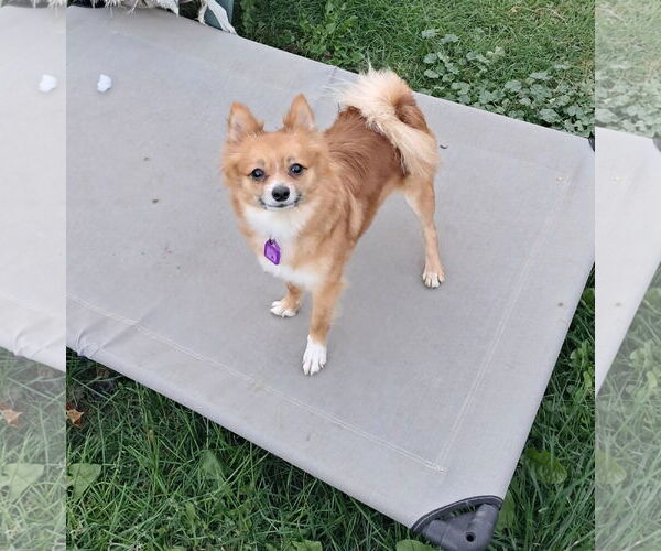 Medium Photo #3 Chiranian Puppy For Sale in Mukwonago, WI, USA