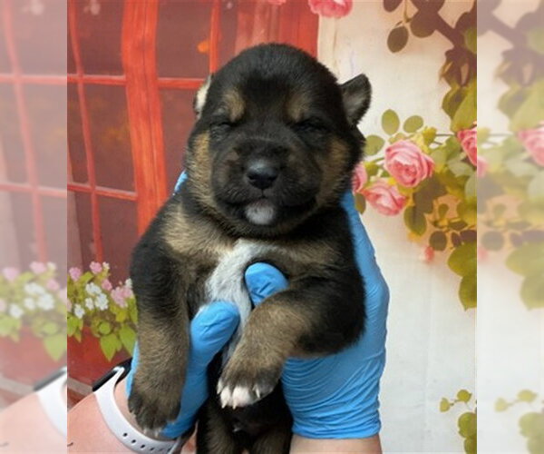 Medium Photo #1 Mutt Puppy For Sale in San Bernardino, CA, USA