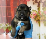 Small Mutt