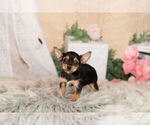 Small Photo #1 Chorkie Puppy For Sale in WARSAW, IN, USA