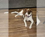 Small #4 American Staffordshire Terrier-Collie Mix