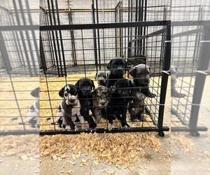 Great Dane Puppy for sale in MILAN, IL, USA